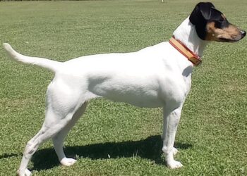 La psicología explica por qué usamos la bandera de España en la correa del perro, significado psicológico de usar la bandera de España con el perro, bandera de España para la psicología, perro y personas relación según los psicólogos, bandera de España significado psicológico.