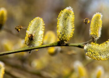 Polen de abeja de Mercadona: propiedades y beneficios para la salud