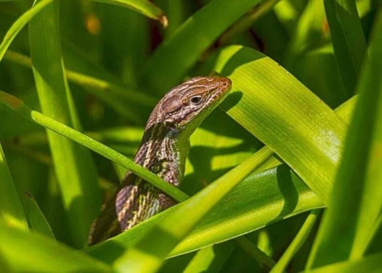 El enigmático significado de que aparezcan lagartijas en tu casa