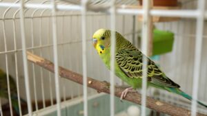 ¿Qué significa tener un pájaro como mascota, según la psicología?