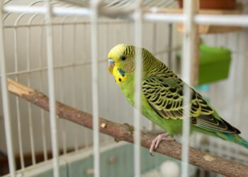 Pájaro, jaula, mascota