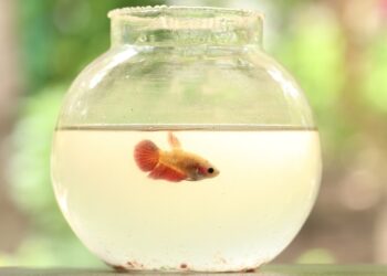 Qué significa tener un pez como mascota según la psicología, explicación psicológica de tener una pecera, por qué algunas personas tienen un pez según los psicólogos.