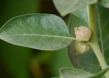 Ni valeriana ni té verde: la planta que necesitas tomar para combatir el estrés y dormir como un bebé