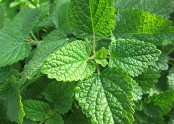 Casi nadie la conoce, pero esta planta medicinal es la mejor para combatir el hígado graso