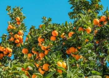 Esto es lo que te puede pasar si desayunas naranjas todos los días