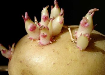 Lo qué pasa si como patatas con raíces: lo que dicen los estudios