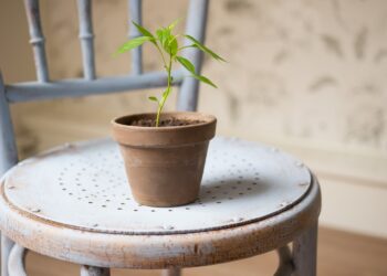 El significado de que a una persona le encante tener plantas en casa, según la psicología