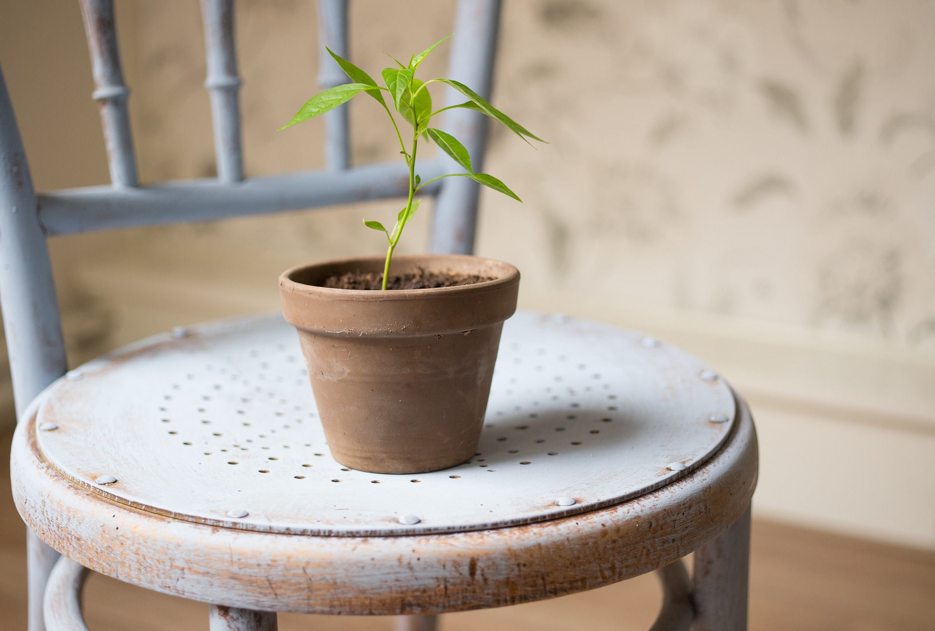 plantas3