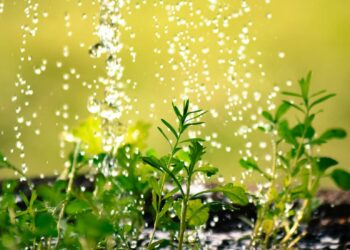 Qué significa tener tu casa llena de plantas, según la psicología