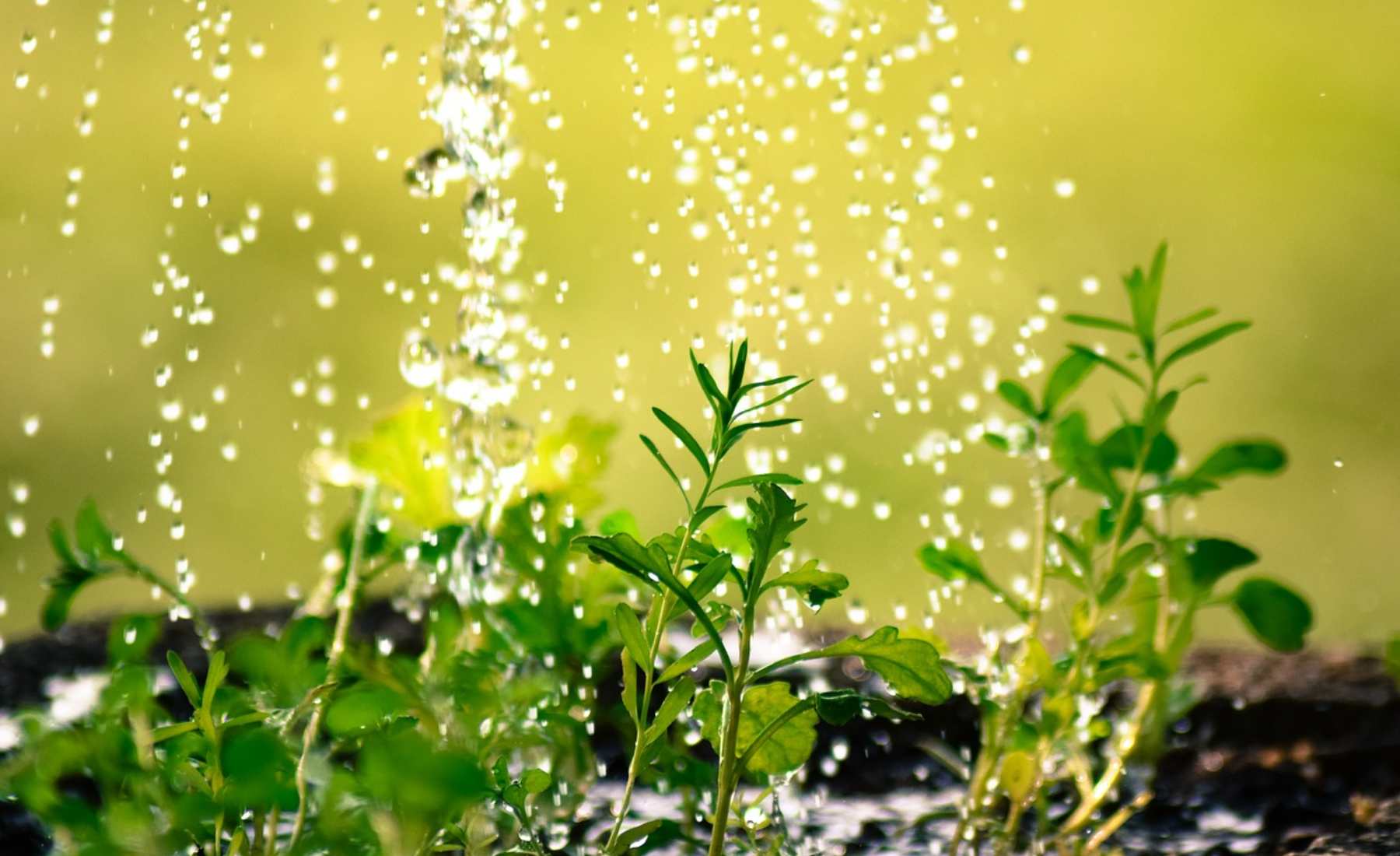 plantas2