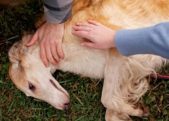 Mascota, perro, animal, psicología