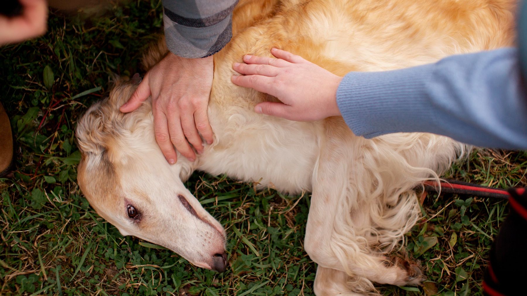 Mascota, perro, animal, psicología