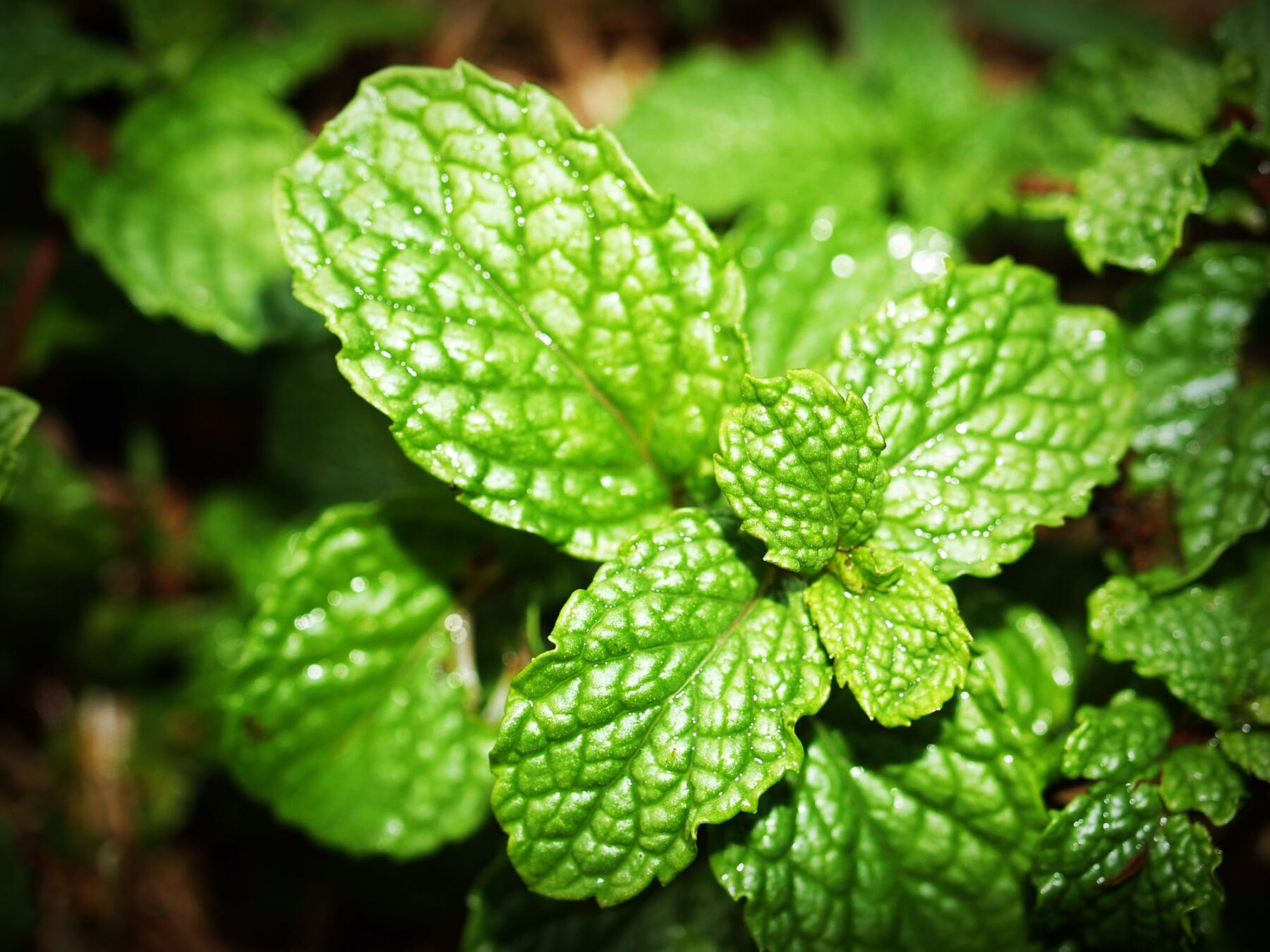 Deshincha la tripa y te hace sentir más ligera: la infusión que debes tomar antes de dormir