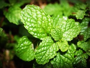 Deshincha la tripa y te hace sentir más ligera: la infusión que debes tomar antes de dormir