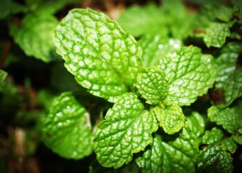 Deshincha la tripa y te hace sentir más ligera: la infusión que debes tomar antes de dormir