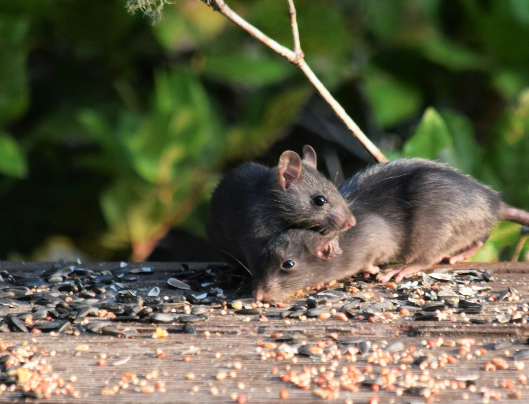 Qué significa soñar con ratas, según los psicólogos