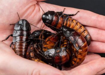 Los psicólogos explican por qué tenemos miedo a las cucarachas, miedo a las cucarachas, explicación psicológica de que nos den asco las cucarachas, qué es la blatofobia.