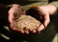 Adiós al colesterol: la semilla que casi nadie conoce en España perfecta para proteger el hígado