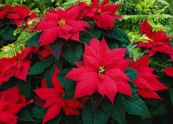 Qué significa que alguien siempre tenga una flor de Pascua en casa en Navidad, según los psicólogos