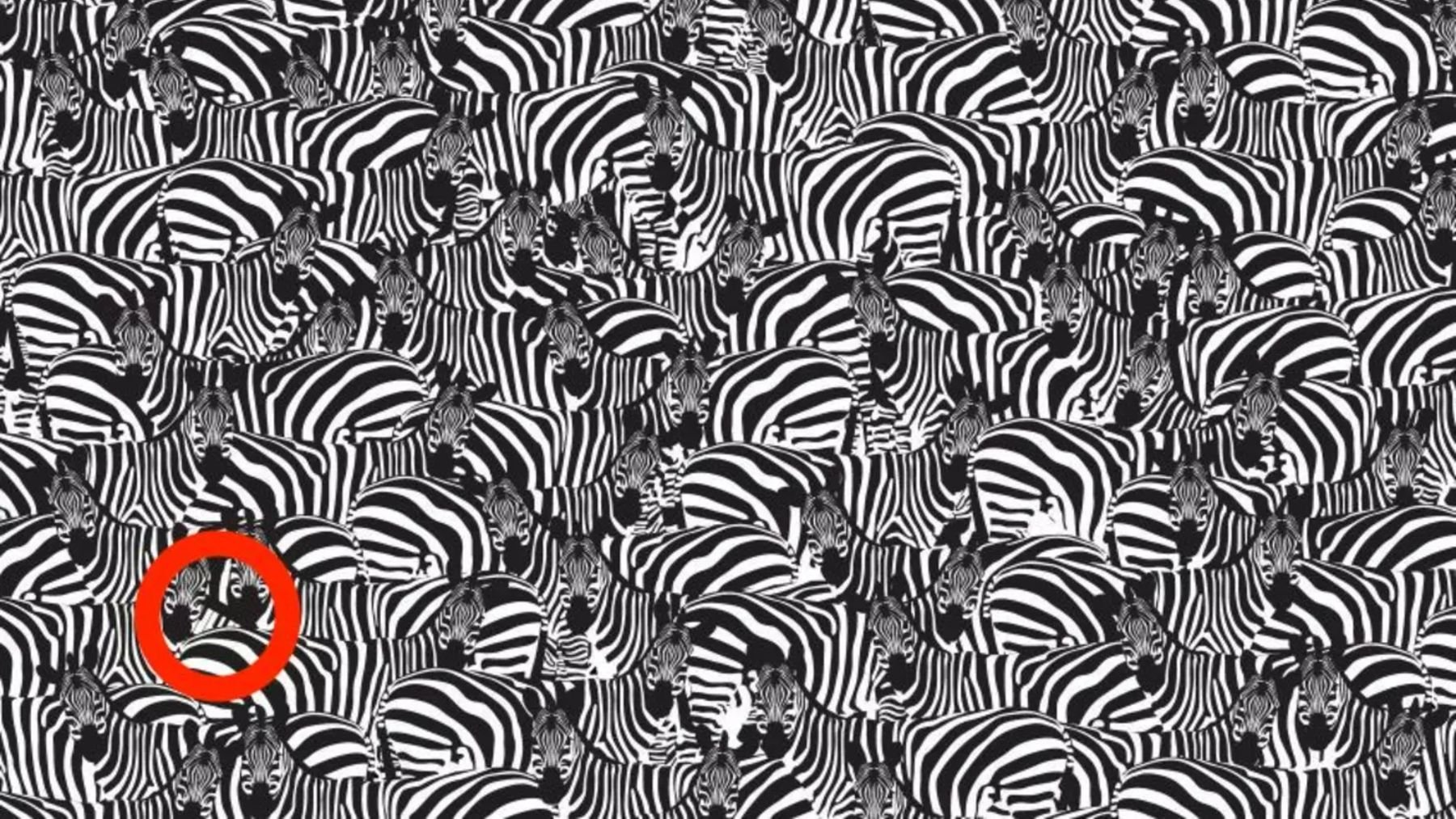 El resultado del test visual del piano y las cebras.