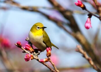 Lo que dice el Feng Shui de las personas que ven pájaros posarse en su ventana