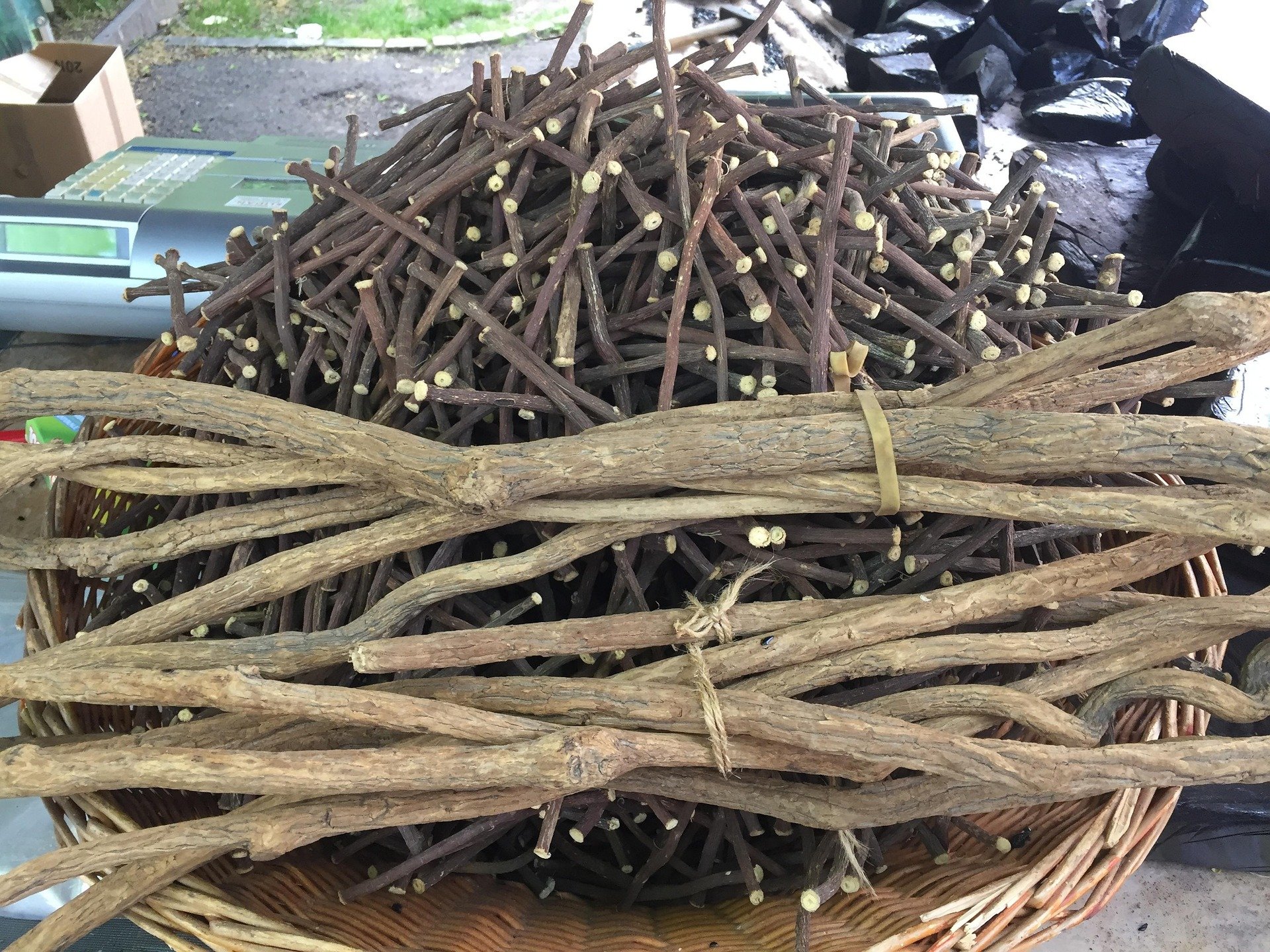 Casi nadie la conoce, pero esta planta medicinal protege el hígado y reduce otras enfermedades