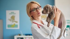 Los veterinarios ponen el grito en el cielo: el 80% afirma haber perdido la motivación por su profesión