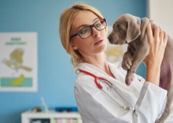 Veterinarios, emociones, salud mental, curiosidades