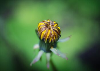 Estos brotes silvestres son más valiosos que cualquier otra verdura en abril: solo crecen durante un corto período de tiempo