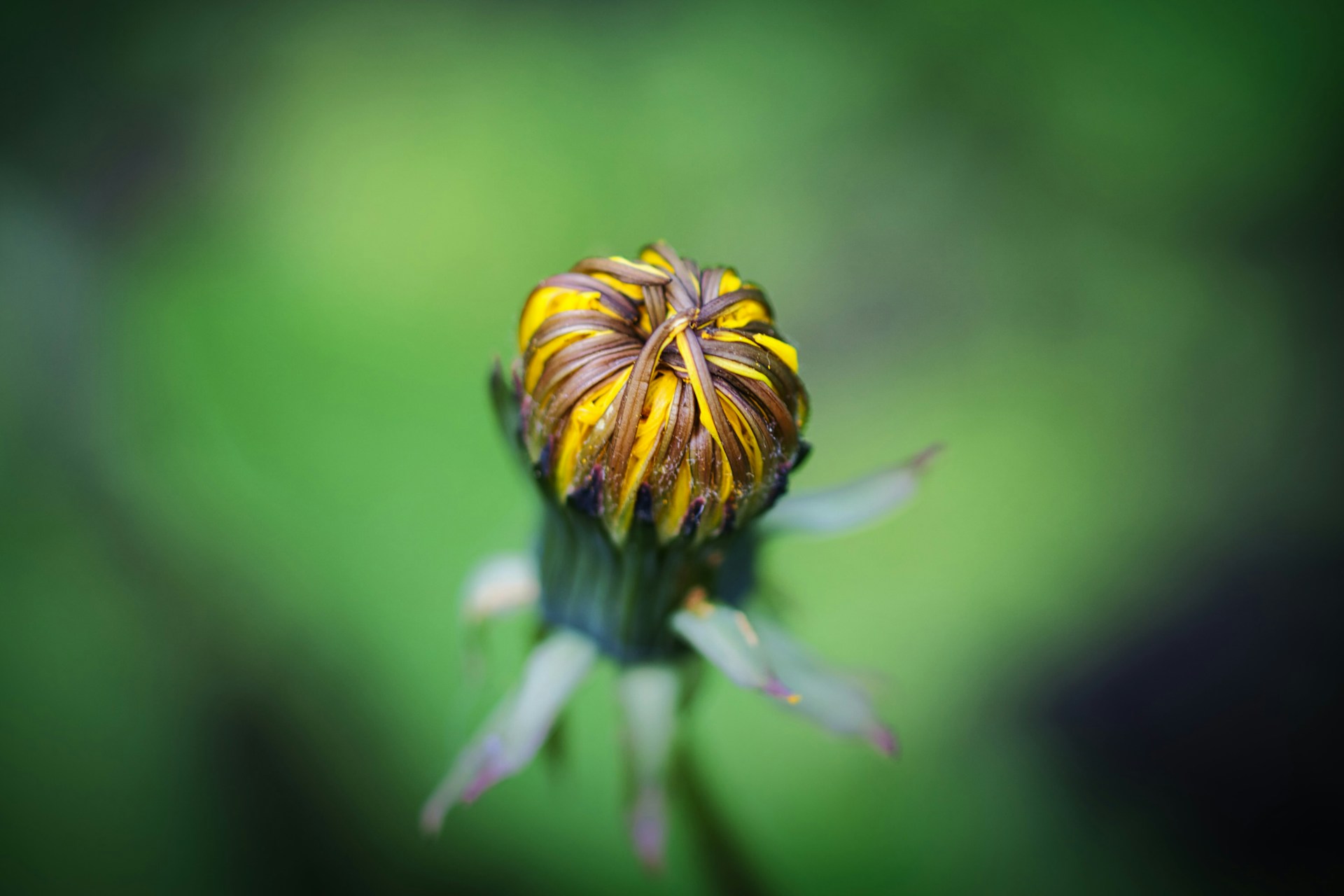 Estos brotes silvestres son más valiosos que cualquier otra verdura en abril: solo crecen durante un corto período de tiempo