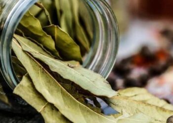 Se insta a la población a poner laurel bajo la alfombra: el sencillo secreto para un hogar fresco