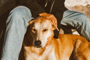 Si no puedes evitar acariciar a un perro cuando lo ves, la psicología tiene algo que decir sobre ti