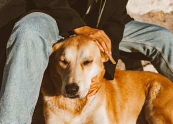 Si no puedes evitar acariciar a un perro cuando lo ves, la psicología tiene algo que decir sobre ti