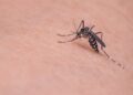 Un pequeño hábito que te ayudará a evitar muchas picaduras de mosquitos este verano