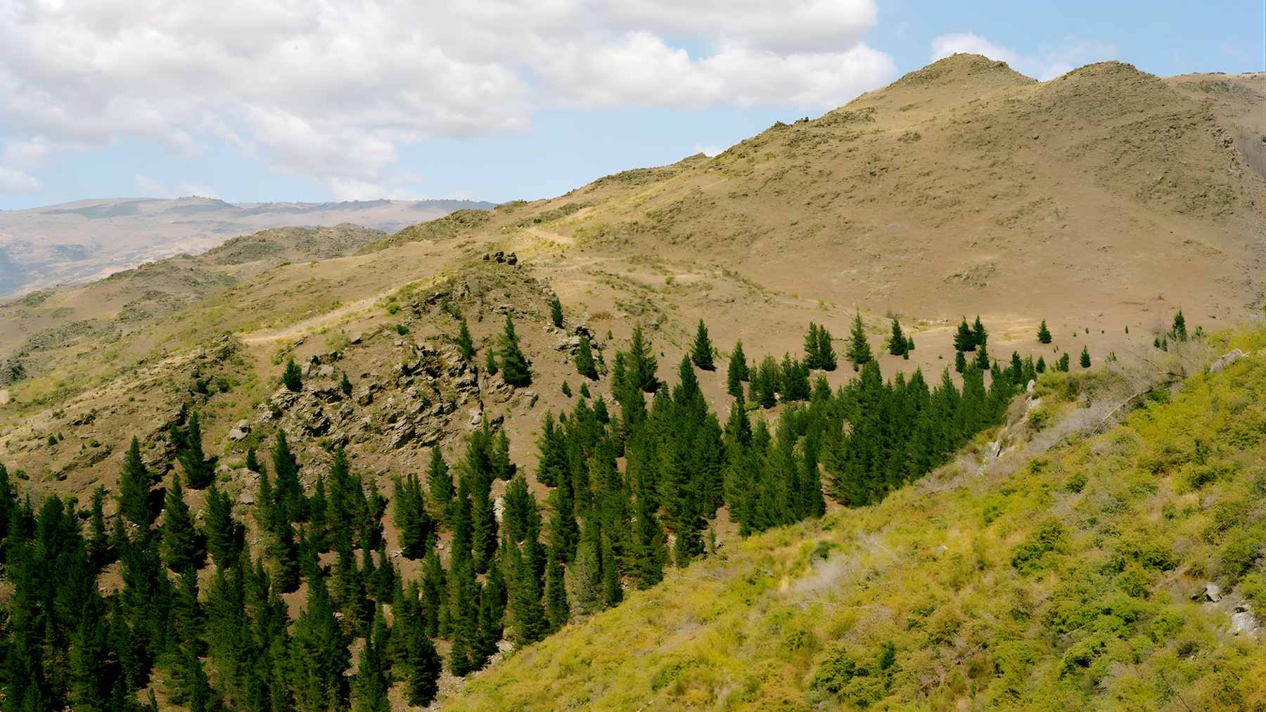 A dense forest of wilding conifer pine trees spreading uncontrollably across a natural New Zealand landscape.