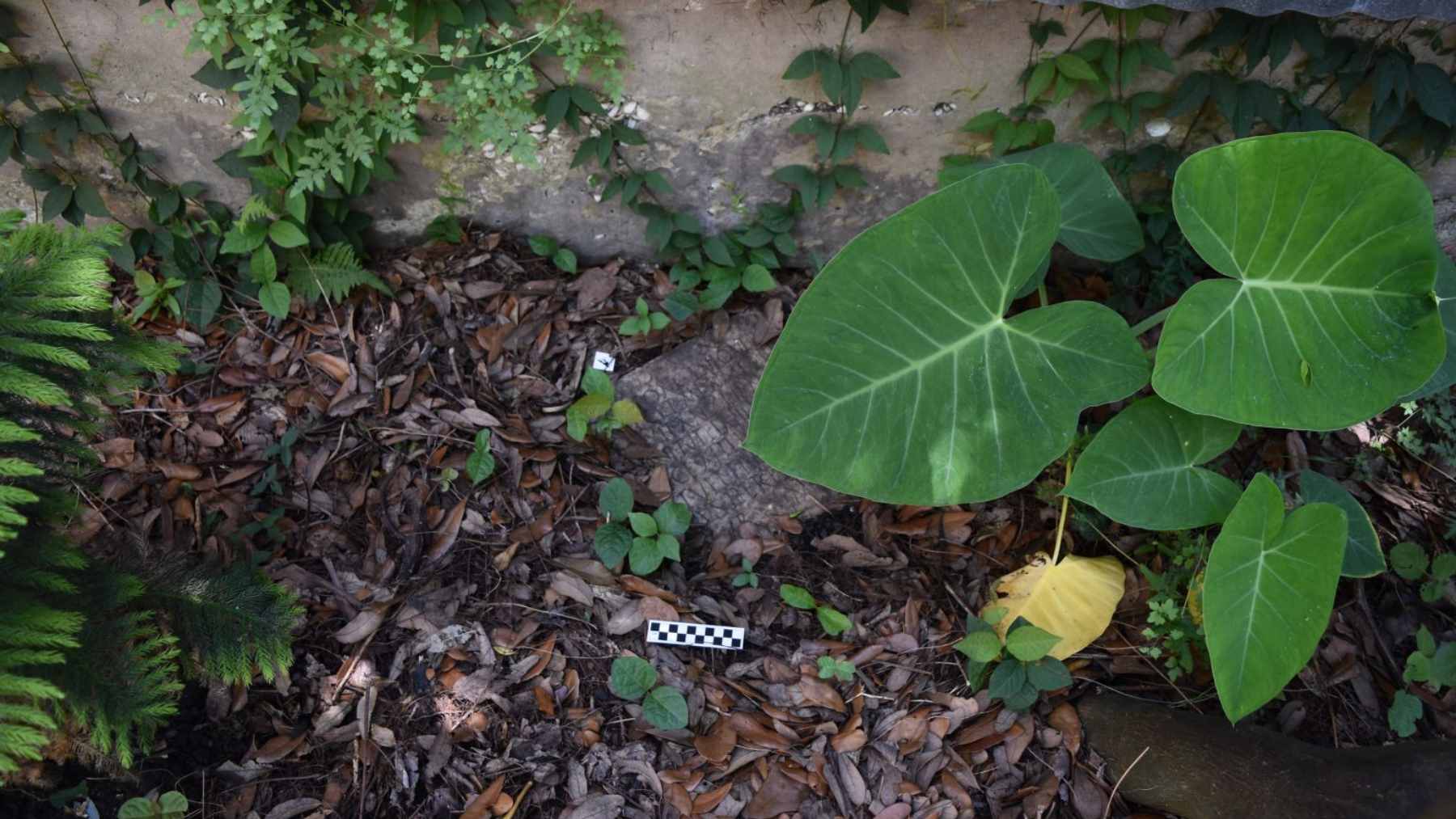 A close-up of a marble Roman funerary tablet with Latin inscriptions found in a New Orleans backyard.