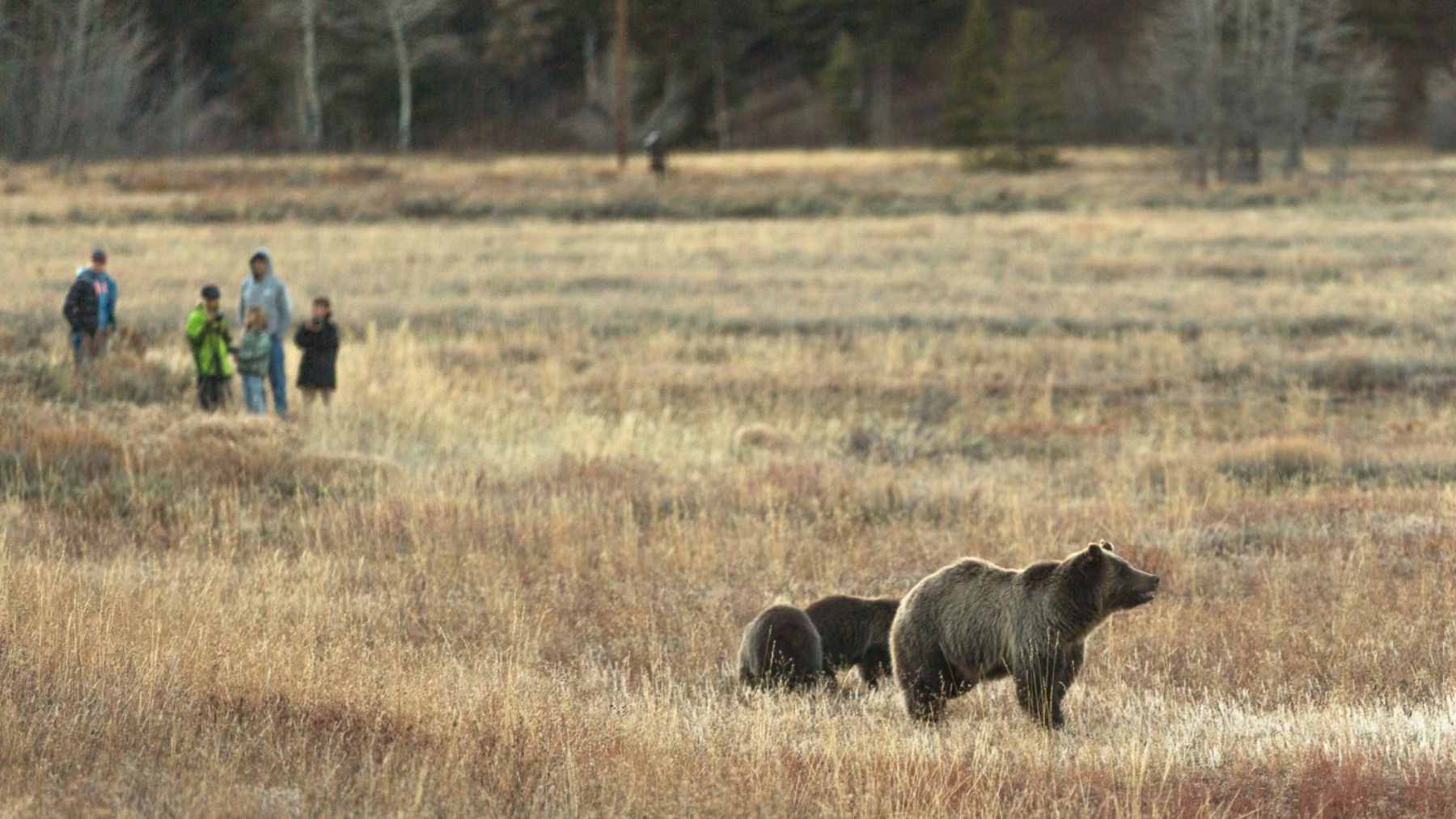 A winding, high-altitude paved road along the Beartooth Highway, featuring sweeping views of alpine tundra and distant snow-capped mountains.