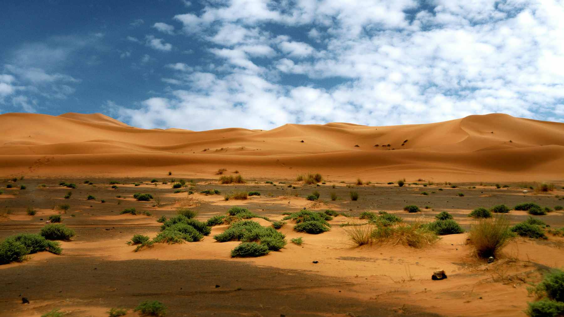 Researchers in northern China applying a solid cyanobacteria paste to stabilize shifting desert sand dunes.
