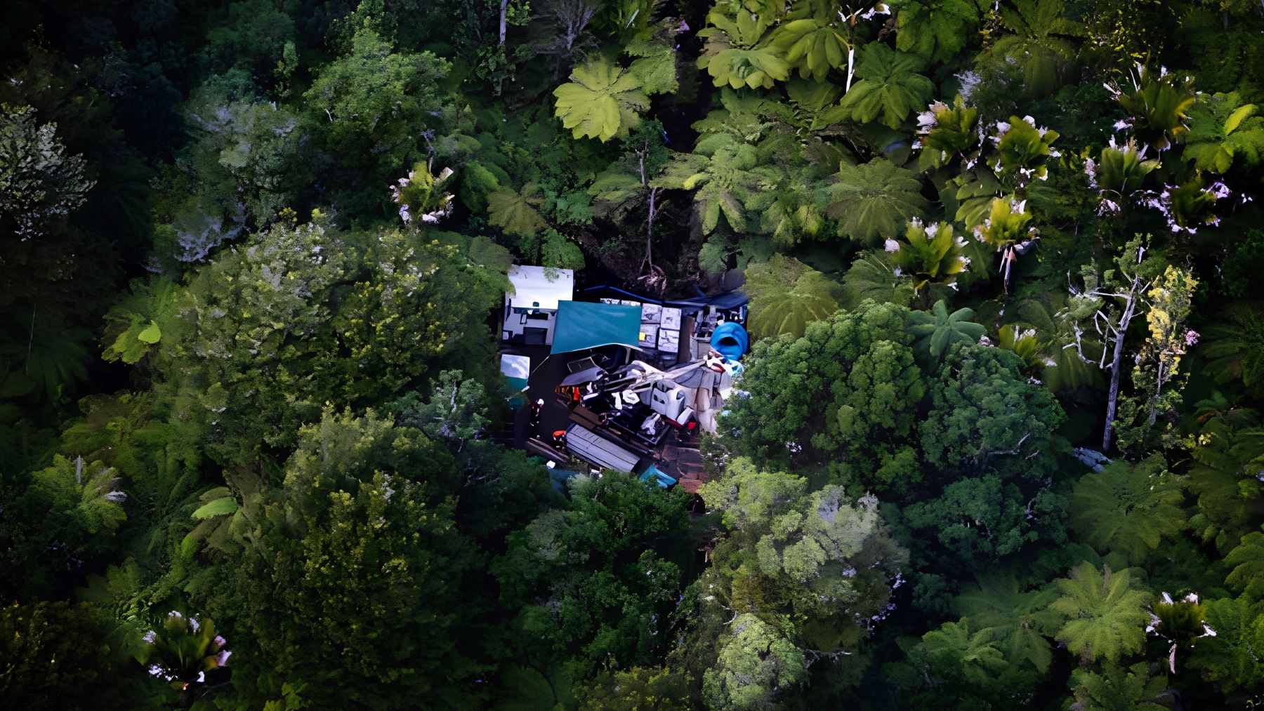 Dense, untouched green forest landscape representing the Wharekirauponga Forest in New Zealand.