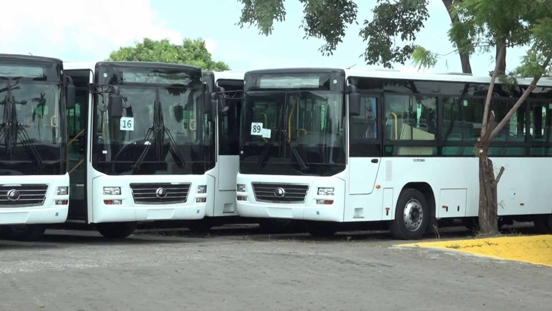 A long line of bright new Yutong buses and microbuses parked in a formation in Managua, Nicaragua.