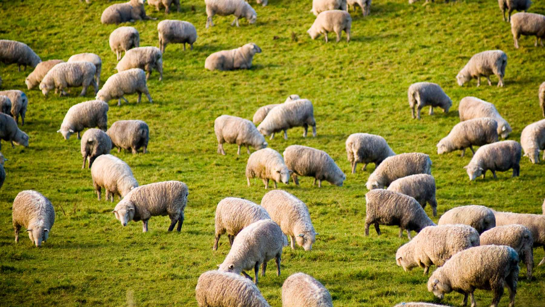 Compressed wool pellets being spread onto dry, parched agricultural soil in rural Australia to improve water retention.