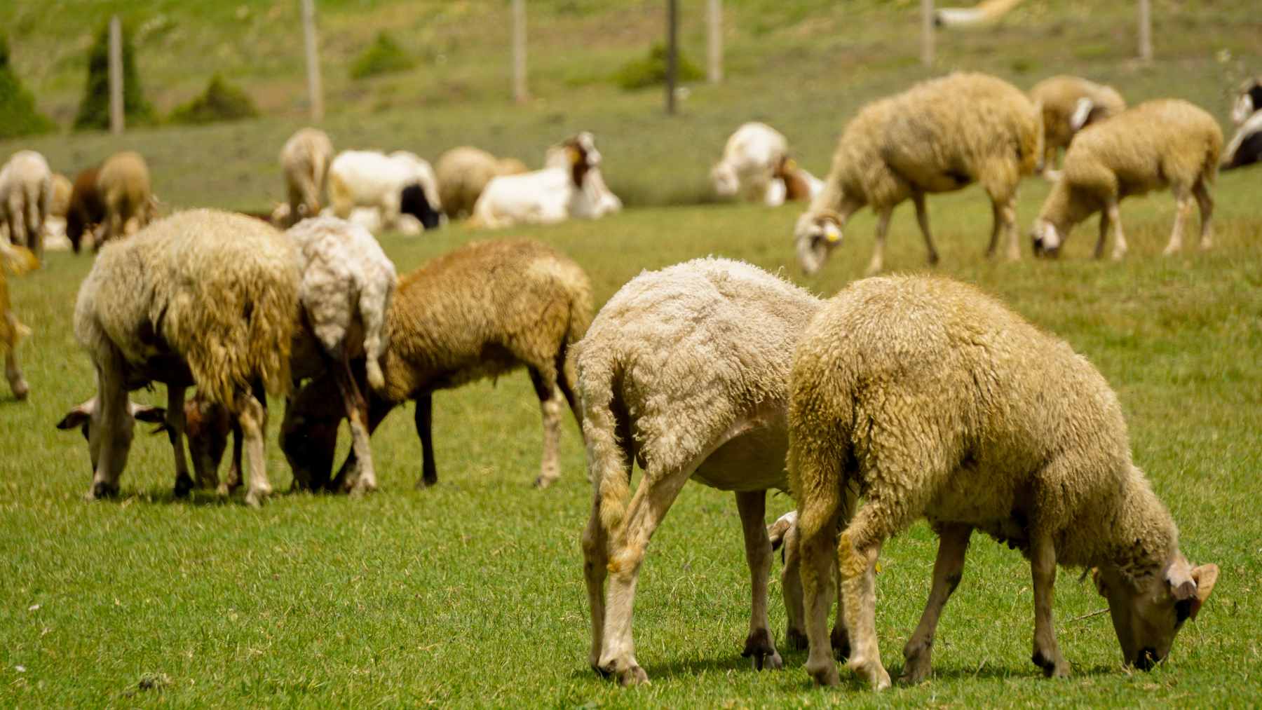 Compressed wool pellets being spread onto dry, parched agricultural soil in rural Australia to improve water retention.