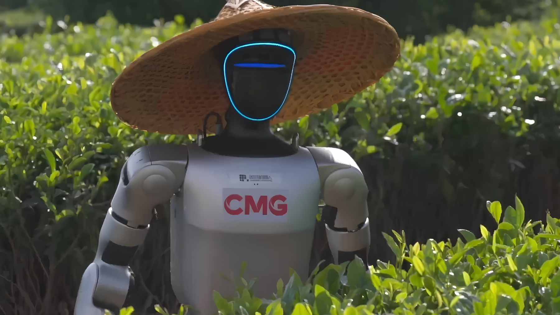 A humanoid robot attempting to pick tea leaves on a steep hillside in Fuding, Fujian Province.