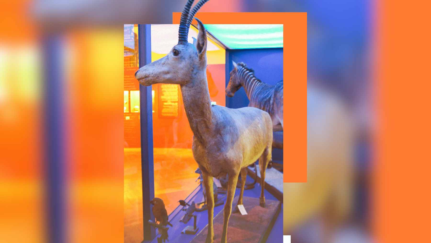 Artistic reconstruction of an extinct bluebuck antelope standing in a South African grassland.