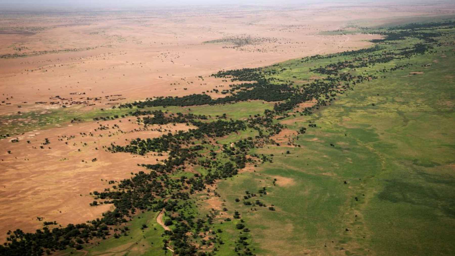 A landscape view of diverse vegetation and restored soil patches within the Great Green Wall initiative in the Sahel region.