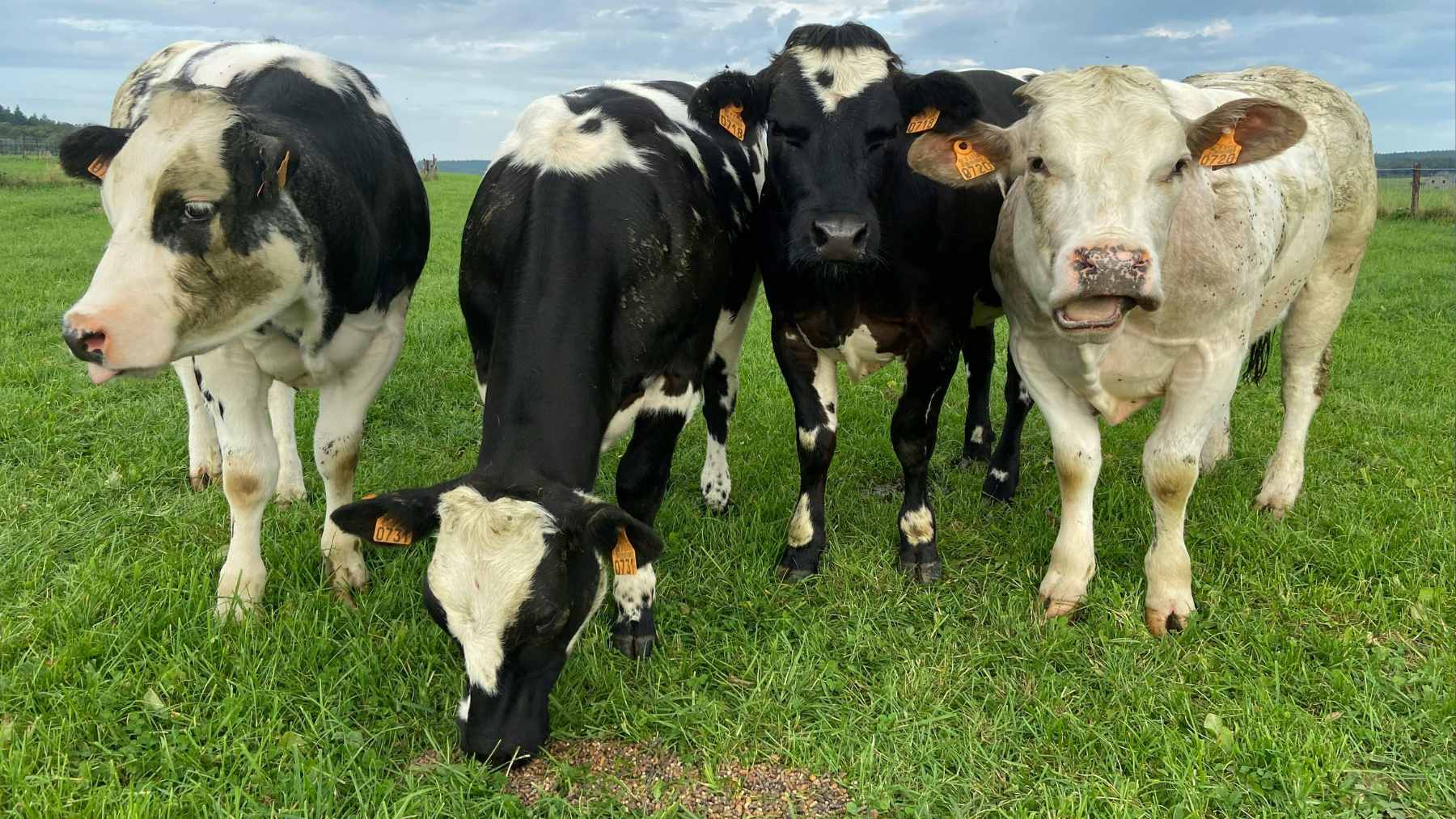 A large herd of dairy cows grazing on a lush green pasture in the Manawatū region of New Zealand.