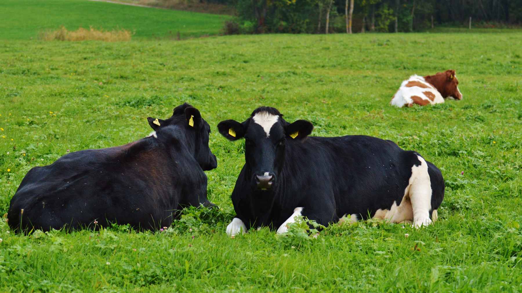 A large herd of dairy cows grazing on a lush green pasture in the Manawatū region of New Zealand.
