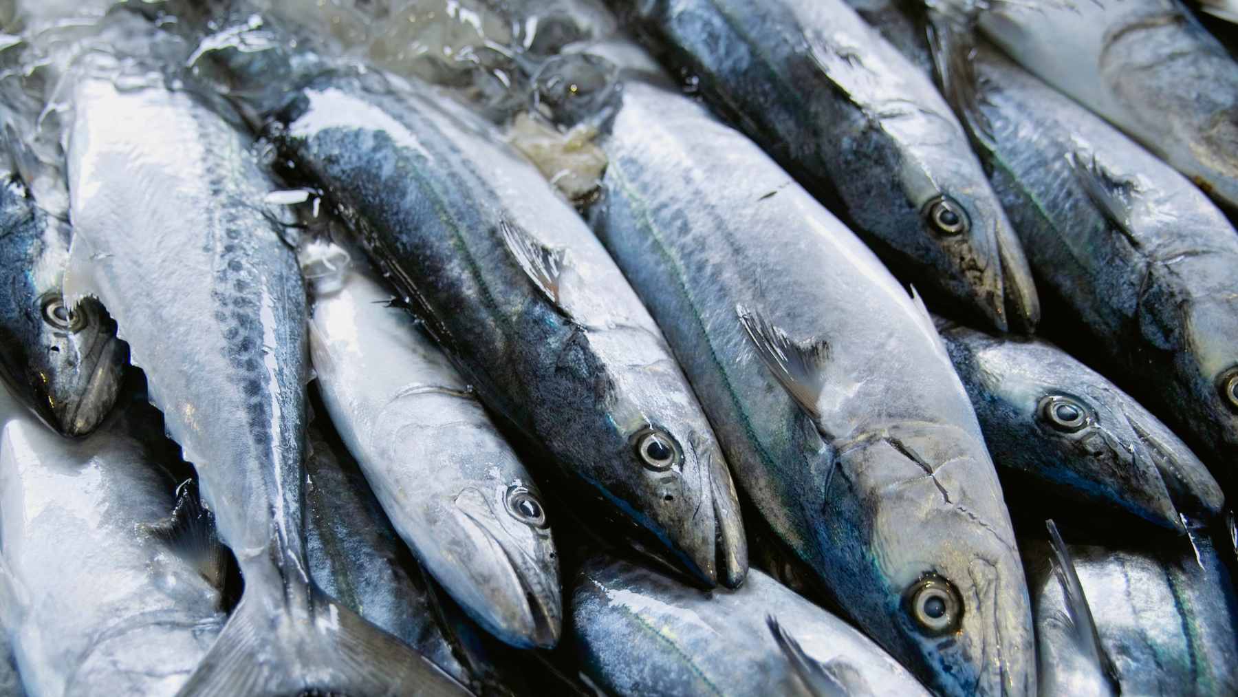 Fresh mackerel on display over ice at a seafood market, illustrating the need for real-time freshness tracking technology.