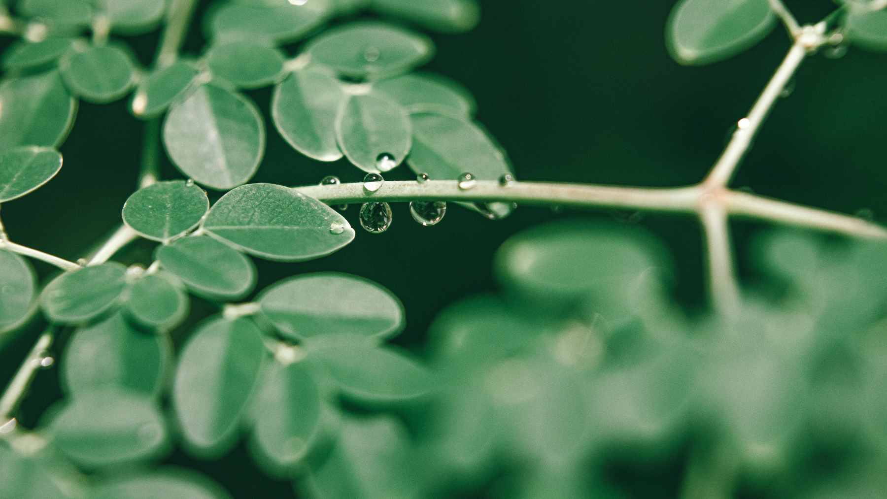 Moringa oleifera seeds and leaves resting next to a clear glass of filtered tap water.
