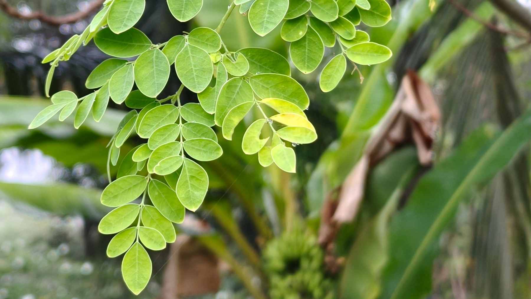 A close-up view of Moringa oleifera seeds resting next to a glass of clear, purified drinking water.